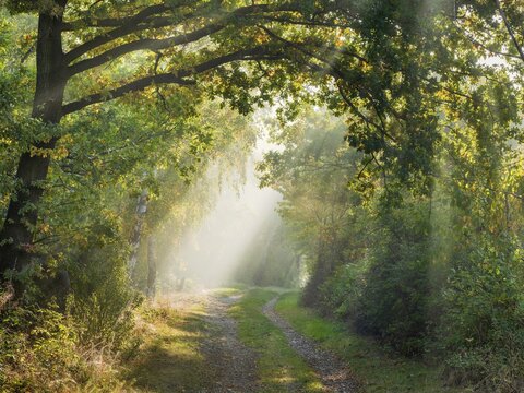 Hiking trail through mixed forest in the Harz foothills on the former inner-German border in autumn, sun rays break through morning fog, Gr&uuml;nes Band nature reserve, Osterwieck, Saxony-Anhalt, Germany