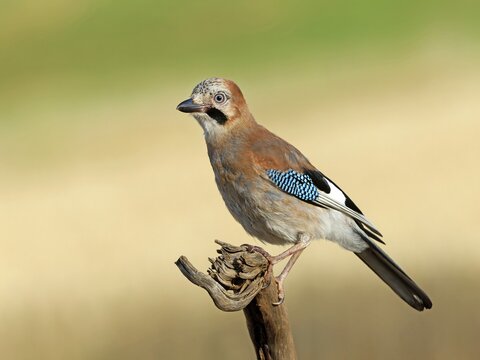 A jay (Garrulus glandarius) perched on a root, Solms, Hesse, Germany