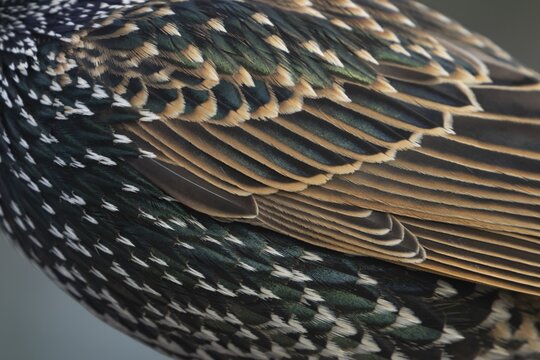 European or Common starling (Sturnus vulgaris) adult bird close up of its wing feathers, England, United Kingdom