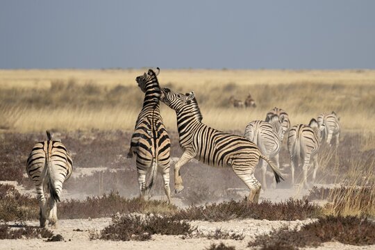 Plains zebras (Equus quagga antiquorum), Etosha National Park, Namibia