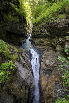 Small mountain stream in the forest, Mettlenalp, Bernese Alps, Bernese Oberland, Switzerland