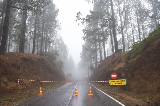 Foggy forest road with barrier and trees on both sides, Teide, Parque Nacional del Teide, Teide National Park, volcano, volcanism, UNESCO World Heritage Site, Tenerife, Canary Islands, Spain
