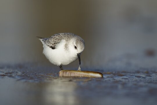 Sanderling (Calidris alba) adult wading bird in winter plumage feeding on a razorshell on a beach, Norfolk, England, United Kingdom