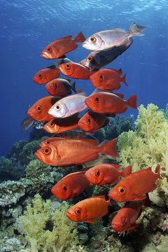 Shoal of reef bigeye perch (Priacanthus hamrur) in red, red colouring, colouring, colour, swimming over coral reef, Red Sea, Makadi Bay, Port Safaga, Egypt