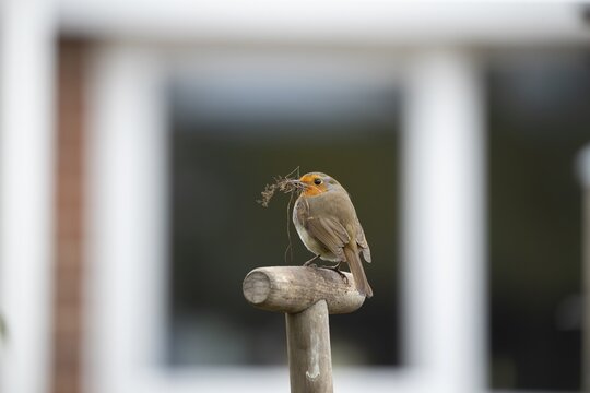European robin (Erithacus rubecula) adult garden bird on a fork handle with nesting material in its beak in spring, England, United Kingdom