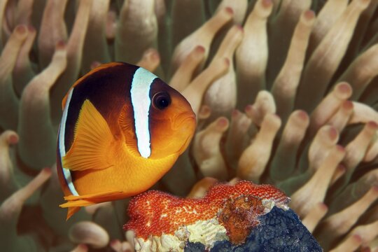 Red Sea anemonefish (Amphiprion bicinctus), male, during brood care in front of host anemone Magnificent anemone (Heteractis magnifica), guarding fresh clutch, fish eggs, fanning fresh water with fins, Red Sea, Gota Abu Ramada, Hurghada, Egypt