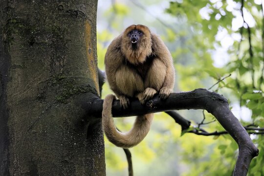 Black howler monkey (Alouatta caraya), adult, female, tree, sitting, calling, South America
