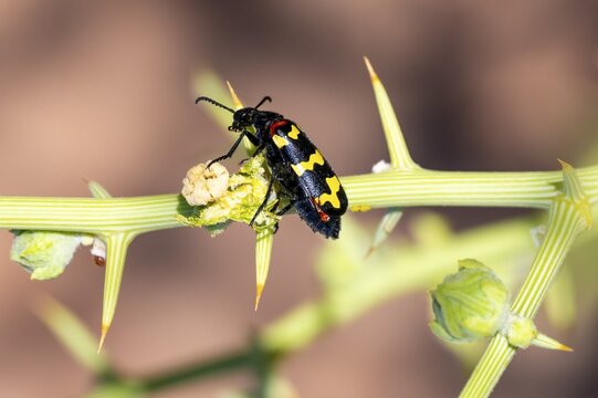 Zigzag Blister Beetle (Hycleus zigzagus), Namib Desert, Namib Naukluft Park, Namibia