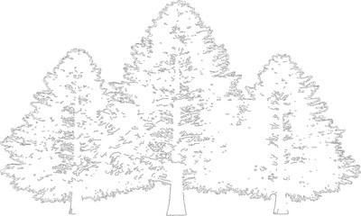 Three coniferous evergreen trees line art drawing isolated on transparent background for forest design © NT VIDEO