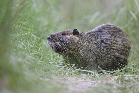 Nutria (Myocastor coypus), grazing, Camargue, southern France, France