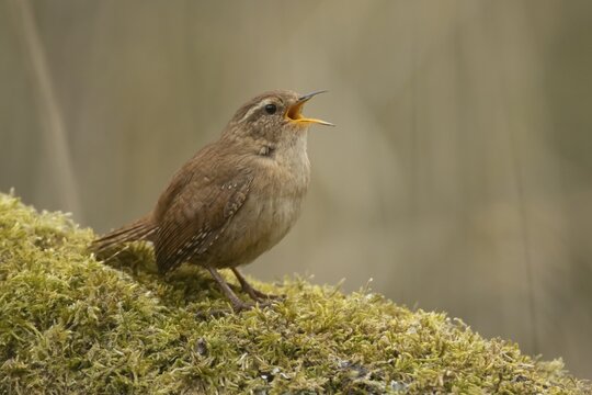 Eurasian wren (Troglodytes troglodytes) adult garden bird singing on a tree branch in spring, England, United Kingdom