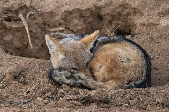 A black-backed jackal (Canis mesomelas) sleeps, Etosha National Park, Namibia