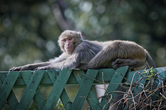 Monkey lying on a green fence, Shimla, Himachal Pradesh, North India, India