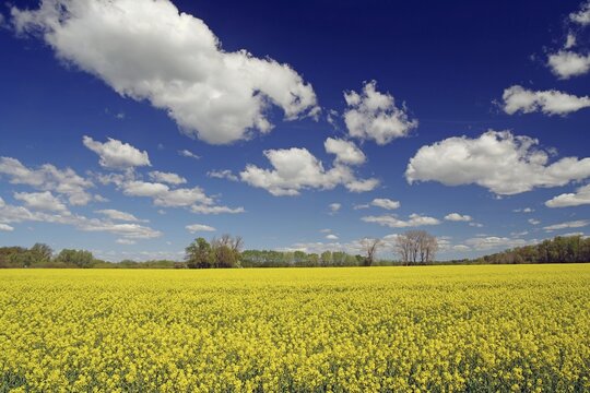 A wide canola field with blooming yellow under a deep blue sky with clouds, stipelse, spring, cycle tourism, bicycle travel, Mecklenburg-Western Pomerania, Germany