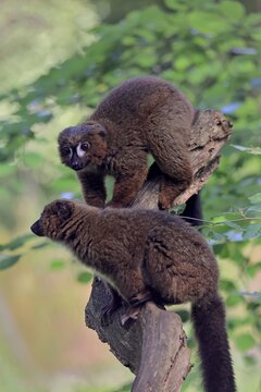 Red-bellied lemur (Eulemur rubriventer), adult, female, male, pair, on a tree trunk, alert, Madagascar
