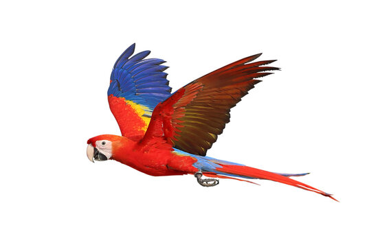 Colorful flying Scarlet Macaw parrot isolated on transparent background png file