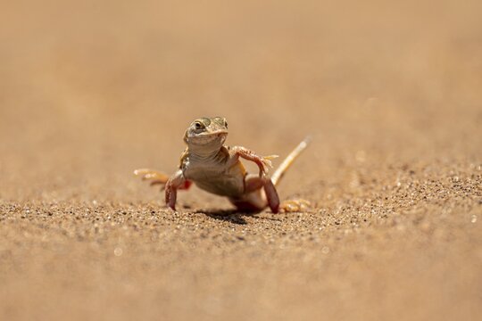 Shovel-nosed lizard (Meroles anchietae), in the sand, stretching its legs in the air to cool off, Namib Desert, Namib Naukluft Park, Namibia