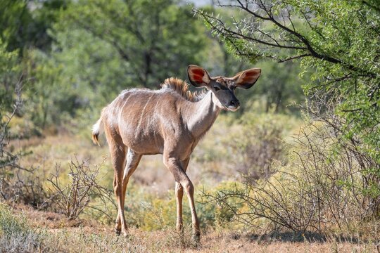 Zambezi Greater kudu (Strepsiceros zambesiensis), Greater kudu, adult, female, feeding, Mountain Zebra National Park, Eastern Cape, South Africa