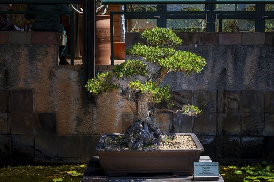 Impressive hundred-year-old bonsai, Kirstenbosch Botanic Garden, Fynbos, Eastern Cape, Cape Town, South Africa
