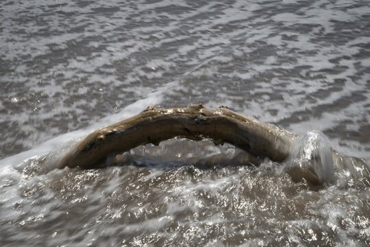 Piece of driftwood washed by surf, Houvig Beach, North Sea, Denmark