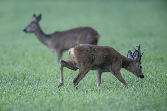 Roebuck (Capreolus capreolus), Emsland, Lower Saxony, Germany