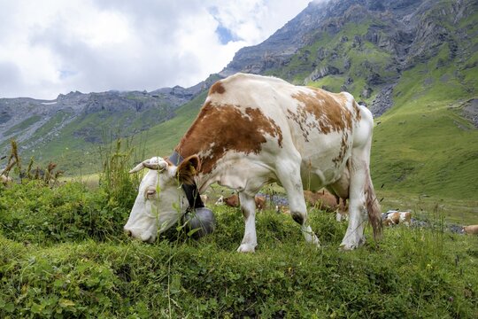 Cow (Bos taurus) eating grass on an alpine meadow, Bernese Alps, Bernese Oberland, Switzerland