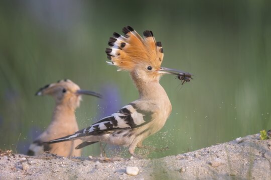 Hoopoe (Upupa epops) &ndash; Bird of the Year 2022, Male displaying, calling, nuptial gift, prey, foraging, interaction, pair, landing on a branch, ruffled crest, sunrise, interaction, feeding, climate change, Middle Elbe Biosphere Reserve, Saxony-Anhalt, Germany