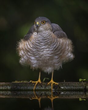 Eurasian sparrowhawk (Accipiter nisus) &ndash; a bird of prey of the Accipitridae family, a male bathing and drinking, summer, drinking trough, watering hole, thirst, Kiskuns&aacute;g National Park, Hungary