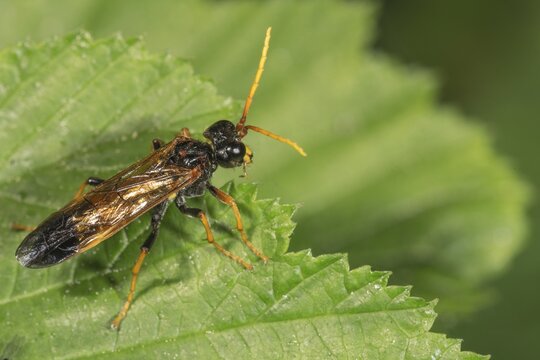 A field leaf wasp (Tenthredo campestris) on a green leaf in nature, Baden-W&uuml;rttemberg, Germany