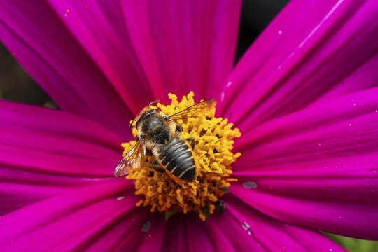Macro photo, bee on a pink flower, Bavaria, Germany