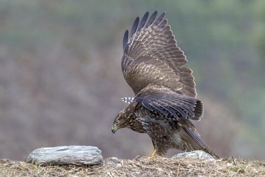 A common buzzard (Buteo buteo) perched on the ground, Terfens, Tyrol, Austria
