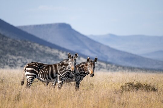 Two Cape Mountain Zebra (Equus zebra zebra), adult animal, Mountain Zebra National Park, Eastern Cape, South Africa