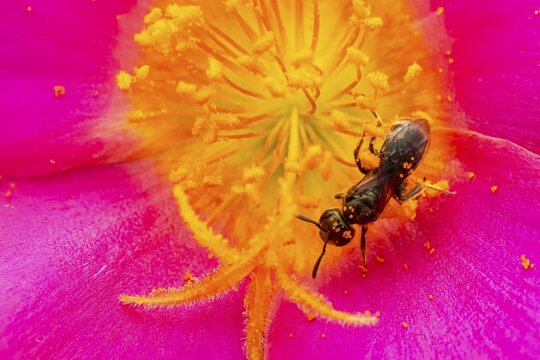 Macro photograph, slender bee (Lasioglossum), solitary bee on a pink flower covered in pollen, Bavaria, Germany