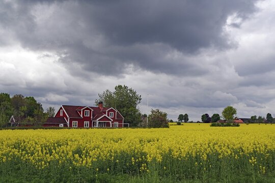 Rape field with a red house in the background under threatening clouds, Banevalleleden, Asnen, Sweden