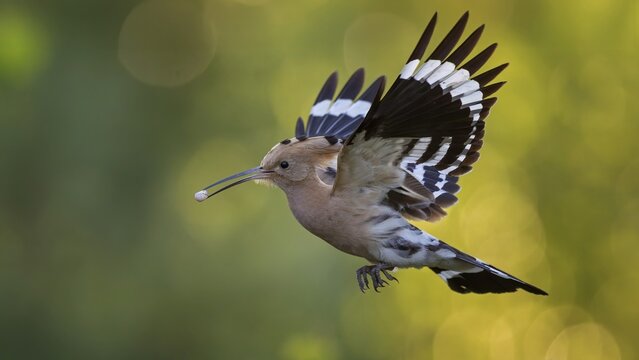 Hoopoe (Upupa epops) Bird of the Year 2022, male bringing food for the female, courtship gift, prey, foraging, in flight, sunrise, interaction, feeding, climate change, Middle Elbe Biosphere Reserve, Saxony-Anhalt, Germany