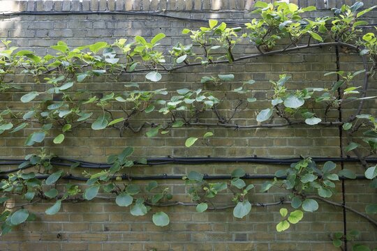 A kiwi or Chinese gooseberry (Actinidia deliciosa) growing on a wall, Chelsea Physic Garden, a historic botanical garden and the oldest botanical garden in London, founded in 1673 by the Worshipful Society of Apothecaries, Chelsea, England, United Kingdom, Great Britain