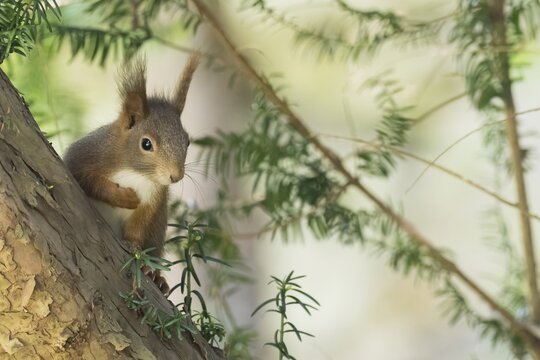 A squirrel (Sciurus vulgaris) looks curiously between the green branches of a tree, Hesse, Germany