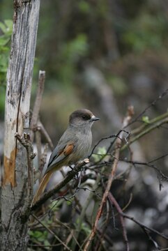 Siberian jay (Perisoreus infaustus) perched on a tree branch, Finland