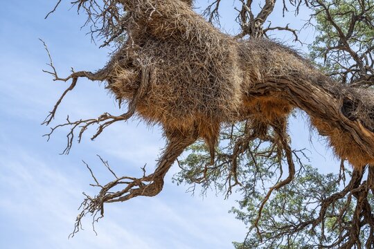 Weaver's nest of the boiled weaver (Philetairus socius), Namibia