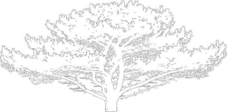 Large spreading deciduous tree with textured branches isolated on transparent background for landscape architecture