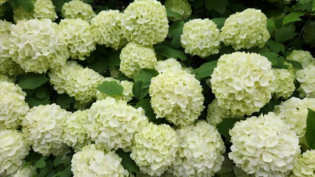 A stunning close-up of a beautiful green hydrangea flower surrounded by lush dark green leaves in natural garden light. This elegant floral image showcases fresh botanical beauty, vibrant textures, an
