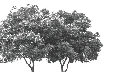 Fototapeta premium Detailed grayscale vector illustration of two leafy trees isolated on transparent background for nature design