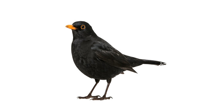 Male common blackbird isolated on a white background. Full length profile view of a Eurasian blackbird with dark black plumage and bright yellow beak and eye ring.