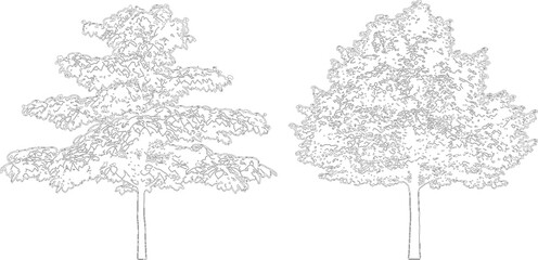 Two distinct deciduous trees in line art format isolated on transparent background for architectural vegetation © NT VIDEO