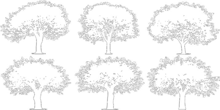 Collection of six broadleaf tree line drawings isolated on transparent background for architectural visualization