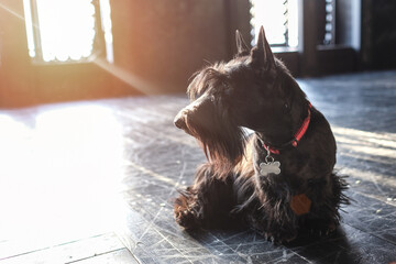 Black Scottish Terrier Closeup Profile Portrait Sitting on Dark Wooden Floor with Sun Flare Background © Екатерина Переславце