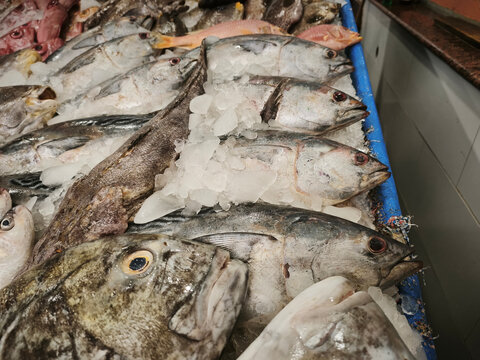 Whole raw yellowtail amberjack Seriola quinqueradiata on crushed ice, showing silvery-gray body with dark dorsal stripe, distinct head, and natural fish texture.