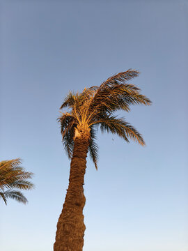 Graceful palm trees standing tall against soft pastel sky, their fronds swaying gently in the coastal breeze timeless tropical scene evokes relaxation, escape, and the allure of sun drenched shores.