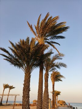 Graceful palm trees standing tall against soft pastel sky, their fronds swaying gently in the coastal breeze timeless tropical scene evokes relaxation, escape, and the allure of sun drenched shores.