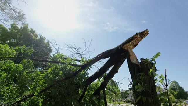Broken tree trunk and fallen branches after severe storm damage in a residential area.